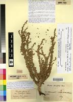 Holotype of Atriplex glauca L. var. embergeri Maire [family CHENOPODIACEAE]