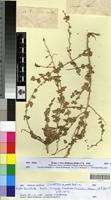 Type? of Atriplex leucoclada Boiss. [family CHENOPODIACEAE]