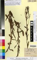 Type of Epilobium numidicum Battandier [family ONAGRACEAE]