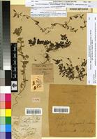 Holotype of Linaria reflexa Desf. var. lubbockii Batt. [family SCROPHULARIACEAE]