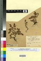 Holotype of Lythrum biflorum (Salzm.) Gay f. apetalum Maire [family LYTHRACEAE]
