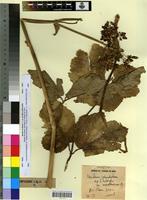 Type of Heracleum sphondylium L. var. mesatlanticum Quézel [family APIACEAE]