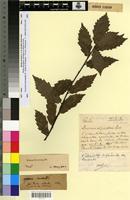 Type? of Quercus faginea Lam. f. glabrata Villar [family FAGACEAE]