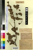 Type? of Quercus ilex L. f. graciloides Villar [family FAGACEAE]