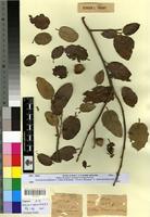 Type? of Quercus ilex L. subf. major Villar [family FAGACEAE]