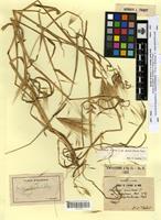 Type of hordeum murinum L. var. leptostachys Trab. [family POACEAE]