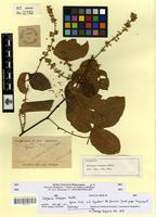 Syntype of serjania longipes Radlk. [family SAPINDACEAE]