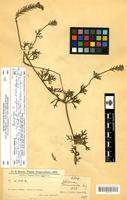 Isosyntype of Verbena tenuisecta Briq. [family VERBENACEAE]