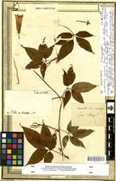 Isosyntype of convolvulus venosus Desr. [family CONVOLVULACEAE]