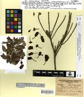 Isotype of Bejaria tricolor Hérincq [family ERICACEAE]
