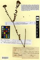 Isolectotype of Lippia hederifolia Mart. & Schauer [family VERBENACEAE]