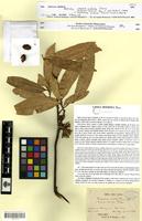 Syntype of Unona modesta [family ANNONACEAE]