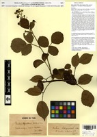 Syntype of Rubus pallidus Weihe subsp. litigiosus Sudre [family ROSACEAE]