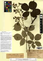 Rubus radula Weihe var. discolor Sudre [family ROSACEAE]