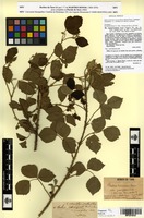 Lectotype of Rubus nemorosus Hayne & Willd. var. parviflorus Martrin-Donos [family ROSACEAE]