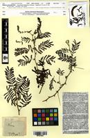 Type of Mimosa uncinella Poir. [family FABACEAE]