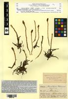 Type? of Altensteinia calceata Rchb.f. [family ORCHIDACEAE]