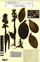 Type? of Orchis robertiana Loisel. [family ORCHIDACEAE]