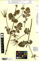 Erodium salzmannii Delile [family GERANIACEAE]