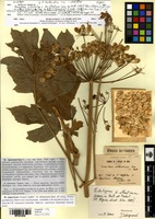 Lectotype of Heracleum sphondylium L. var. atlanticum Batt. [family APIACEAE]