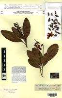 Isotype of Blastemanthus grandiflorus Engl. [family OCHNACEAE]