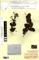 Type of Banisteria hypericifolia A.Juss. [family MALPIGHIACEAE]