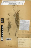 Isotype of Erodium niveum Decne. [family GERANIACEAE]