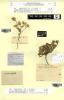 Type of Ononis capitata Cav. [family FABACEAE]