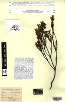 Isosyntype of Hypericum pseudobrathys Turcz. [family HYPERICACEAE]