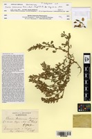 Isosyntype of Ononis cossoniana Boiss. & Reut. [family FABACEAE]