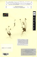 Isosyntype of Bellis microcephala Lange [family ASTERACEAE]