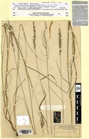 Isosyntype of Setaria paniciformis Rendle [family POACEAE]
