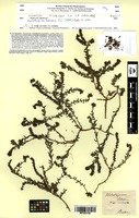 Isosyntype of Heliotropium bahiense DC. [family BORAGINACEAE]