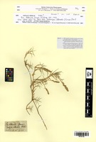 Type? of Poa littoralis Gouan [family POACEAE]