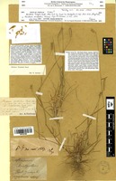 Type? of Hordeum fragile Godr. [family POACEAE]