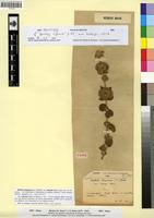 Holotype of Ballota hispanica (L.) Munby var. inermis Emb. et Maire [family LAMIACEAE]