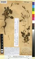 Type? of Silene italica L. var. hesperia Maire [family CARYOPHYLLACEAE]