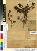 Type of Linaria bipartita (Vent.) Willd. var. maritima Maire [family SCROPHULARIACEAE]