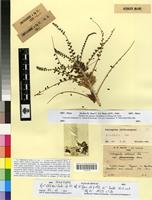 Syntype of Astragalus akkensis Coss. var. uzzararum Maire [family FABACEAE-PAPILIONOIDEAE]