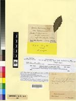 Type? of Quercus canariensis W. [family FAGACEAE]