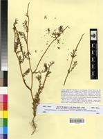 Syntype of Anacyclus valentinus L. var. homogamus Maire [family ASTERACEAE]