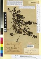 Type of Linaria reflexa Desf. var. cirtensis Maire [family SCROPHULARIACEAE]