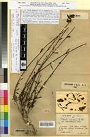 Holotype of Sideritis ochroleuca Willk. var. antiatlantica Maire [family LAMIACEAE]