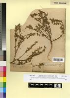 Type of Ononis schousboei Vierhapper non Coss. [family FABACEAE-PAPILIONOIDEAE]