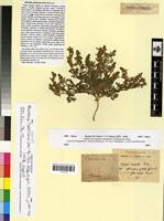 Syntype of Ononis glaucescens Pomel [family FABACEAE-PAPILIONOIDEAE]