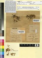 Type of Atractylis serrata Pomel [family ASTERACEAE]