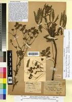 Type of Potentilla tenuirugis Pomel [family ROSACEAE]