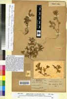 Holotype of Vicia consobrina Pomel [family FABACEAE-PAPILIONOIDEAE]
