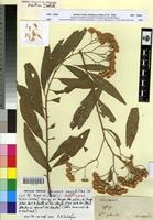 Holotype of Vernonia amygdalina Del. [family ASTERACEAE]