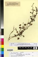 Type of Ipomoea pinnata Choisy [family CONVOLVULACEAE]